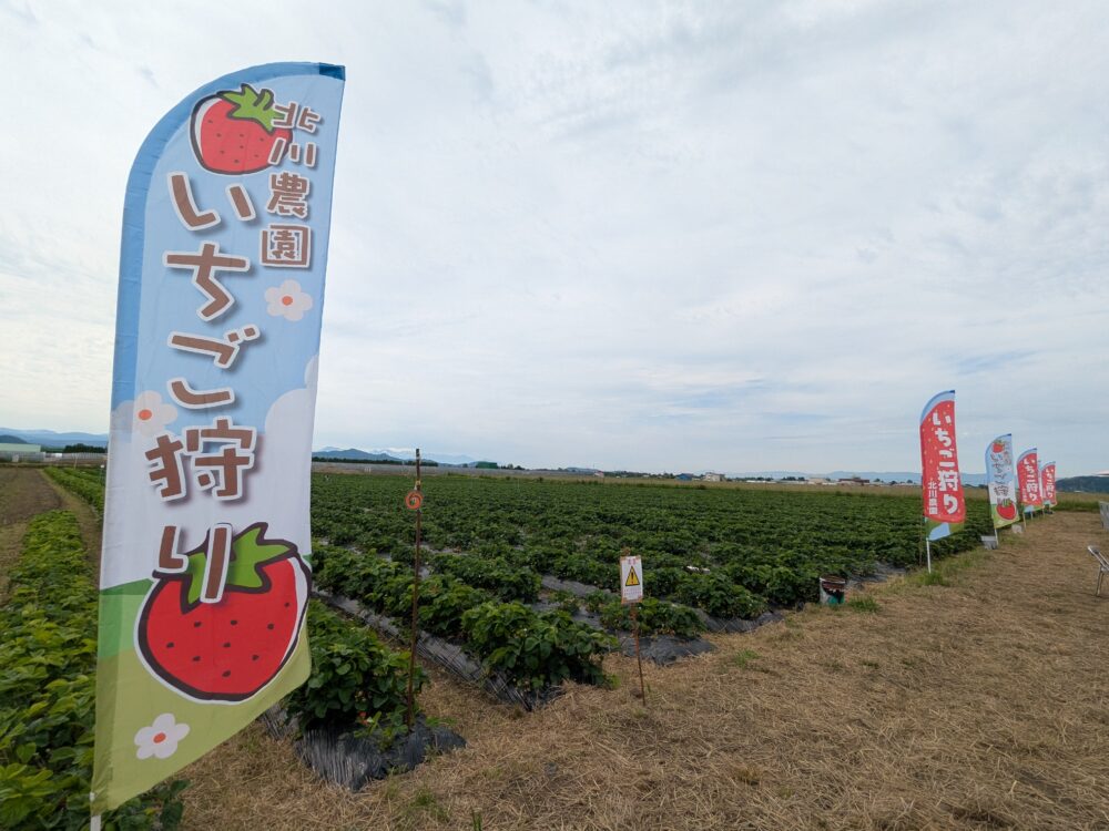 北川農園のいちご狩り会場に並ぶ「いちご狩り」ののぼり旗といちご畑（2026年6月・比布町）